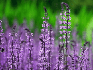 La importancia de cuidar el jardín ahora que llega el verano
