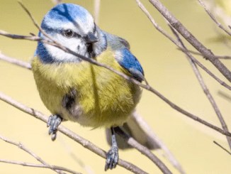 El cambio climático está robando el color a las aves