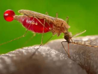 ¿Por qué los mosquitos nos pican a unos más que a otros?