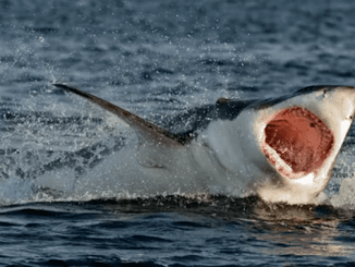 ¿Son los tiburones los mejores amantes?