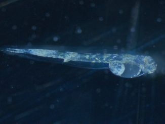 ¿Se ha disparado el uso de animales de experimentación en España? No, solo el de larvas de lubina