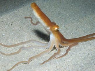 Veneno de pulpo para derrotar al melanoma