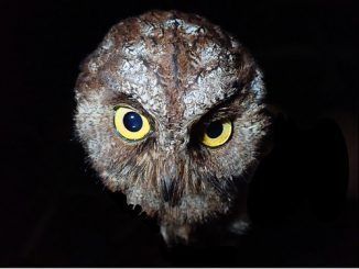 Hemos descubierto una nueva especie de autillo y ya está en peligro