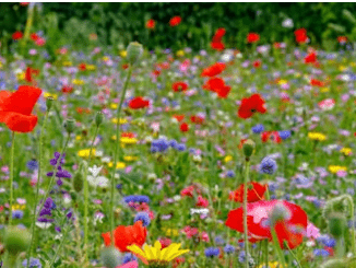 ¿Por qué tienen tantos colores las flores?