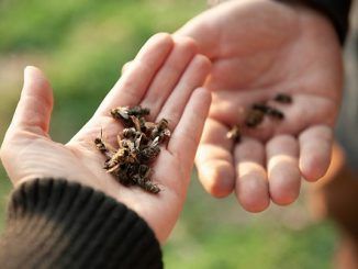 ¿Puede salvar el planeta vacunar a las abejas?