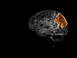 El lóbulo parietal, un potencial aliado en la lucha contra el alzhéimer