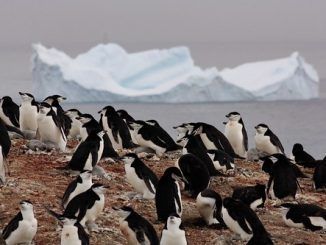 Veinte años caminando entre pingüinos antárticos