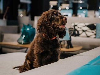 Mimma Gallery revoluciona la experiencia de compra: Tiendas ‘Pet Friendly’ para consentir a tus mascotas